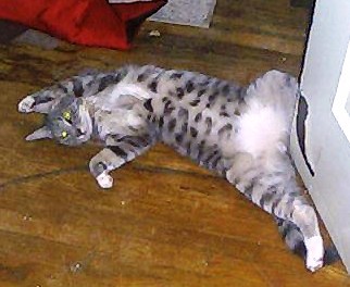 Hooch - He was sound asleep til I took the pic.
