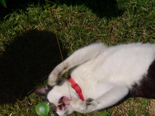 I like to bite bouncy balls - Sutu in a nice interactive status in the yard with the mouth opened and ready to bite off the bouncy ball's cord.