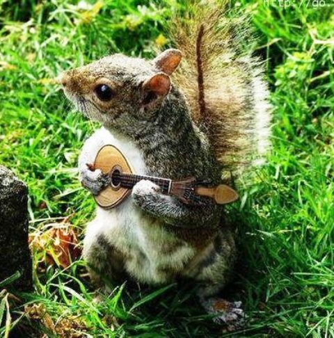 I love cute animals - baby animals look very cute