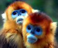 The Blue Faced Monkey - The Blue Faced Monkey - One of the many endangered species of monkey
