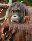 The OrangUtan - Orangutans are a species under continual threat of extinction in the wild due to habitat loss as forests of Borneo and Sumatra are being converted for human use.  The mission of the Orangutan Foundation International (orangutan.org)is to support the conservation and understanding of the orangutan and its rain forest habitat while caring for ex-captive individuals as they make their way back to the forest.