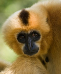 The yellow cheeked crested gibbon - Yellow cheeked crested gibbon, Nomascus gabriellae - one of the many endangered species of monkey