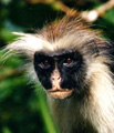 Kirk's red colobus monkey - Kirk's red colobus monkey - one of the world's many endangered species of monkey