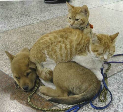 Togetherness - Hmmm makes for a nice pillow don't you think?