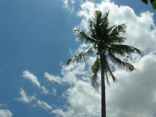 coconut tree - took this picture of a lone coconut tree in the middle of a rice field on a sunny and windy afternoon where clouds pass by faster.