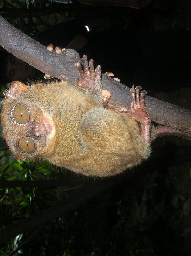tarsier - tarsiers are located in bohol philippines