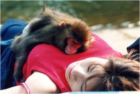 Would you like to be that monkey?  - Just look at the picture, I want to know if you would like to be that monkey? 
