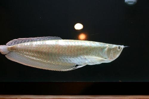 arowana - arowana is king of fishes///////////////////////////////