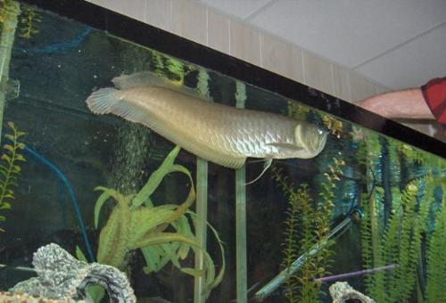 arowana is king of fishes................... - arowana is king of fishes...................  arowana is king of fishes................... arowana is king of fishes...................