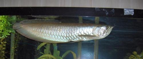 arowana is king of fishes................... - arowana is king of fishes...................  arowana is king of fishes...................  arowana is king of fishes...................