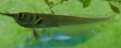 arowana is king of fishes................... - arowana is king of fishes................... arowana is king of fishes................... arowana is king of fishes...................