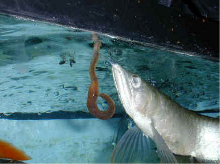 arowana is king of fishes................... - arowana is king of fishes...................arowana is king of fishes...................arowana is king of fishes...................