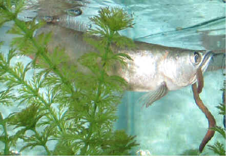 arowana is king of fishes................... - arowana is king of fishes...................arowana is king of fishes...................arowana is king of fishes...................
