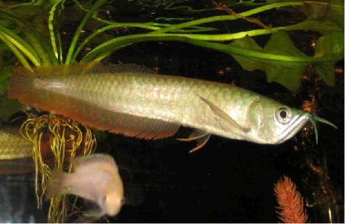 arowana is king of fishes................... - arowana is king of fishes...................arowana is king of fishes...................arowana is king of fishes...................