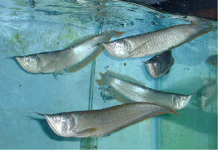 arowana is king of fishes................... - arowana is king of fishes...................arowana is king of fishes...................arowana is king of fishes...................