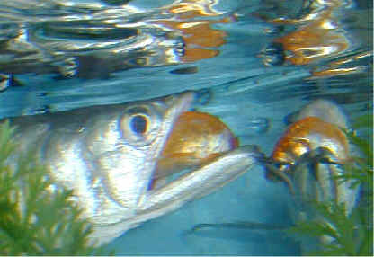 arowana is king of fishes...................arowan - arowana is king of fishes...................arowana is king of fishes...................arowana is king of fishes...................