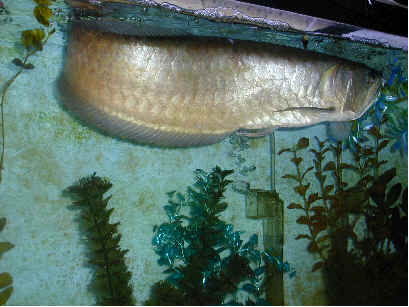 arowana is king of fishes...................arowan - arowana is king of fishes...................arowana is king of fishes...................
