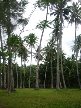 Coconut - This photo taken in resort. This is a typical scenery in the province. Most provinces in the Southern part of the Philippines earn from the coconut plantation.