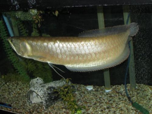 arowana is king of fishes...................arowan - arowana is king of fishes...................arowana is king of fishes...................