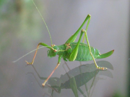 cricket - animal, bug, insect, outdoor, office