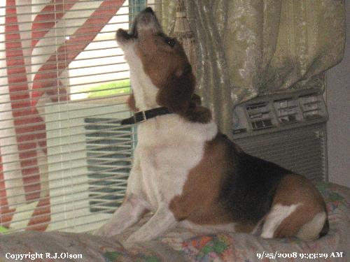 Howler - Watching my yard for unwanted visitors