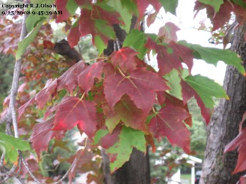 Red maple - the leaves are getting very red and starting to fall a lot more now.