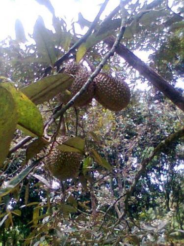 Durian fruit - In Davao City, Philippine they celebrate Kadayawan Fiestival an annual celebration featuring durian fruit. Durian fruit - In Davao City, Philippine they celebrate Kadayawan Fiestival an annual celebration featuring durian fruit.