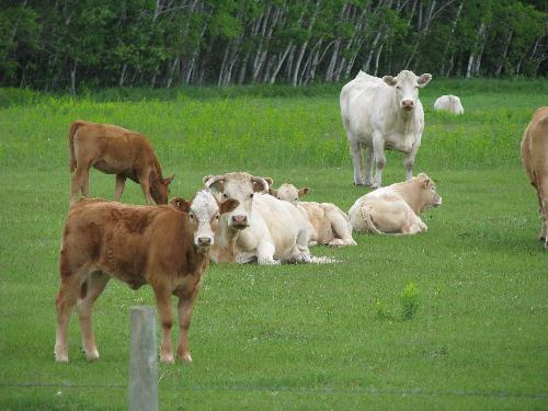 Contented cattle grazing in lush fields - I love to drive down country back roads and capture contented farm animals grazing in lush fields. This is just one similar images throughout South Central Manitoba.