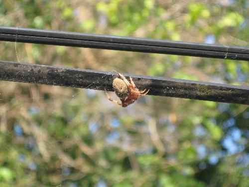 spider - We found this at the back of our house..Hubby tried to catch flies and throw it in his web and he grabs them gladly..LOL!