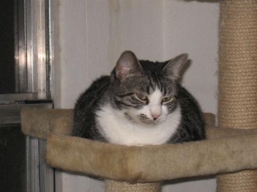 Here's one we don't even consider pilling - Gizmo is one of our semi-ferals