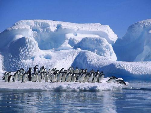 beautiful penguins - penguins are unique creatures