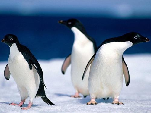 penguins - penguins live in cold climates