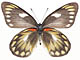 Butterfly - Butterfly is an attractive insect with a short life span