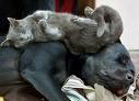 A Tired Cat and Dog - Two buddies taking a snooze together.