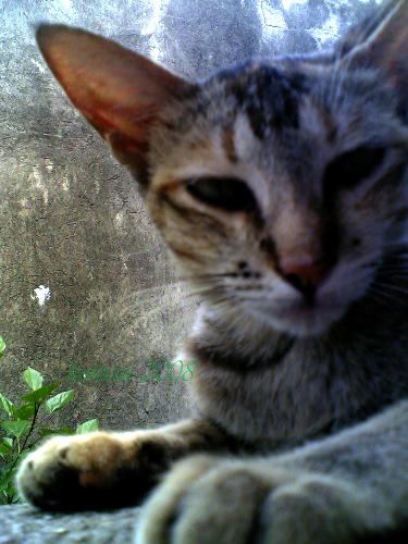 munskins - this is our cat munskins... she hates people...