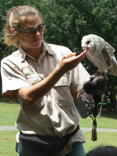 Bird - bird show at lone pine, australia