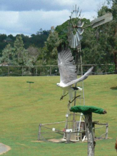 Bird - bird show at lone pine koala sanctuary, australia