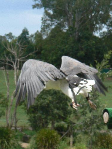 bird - bird show at lone pine, brisbane, australia