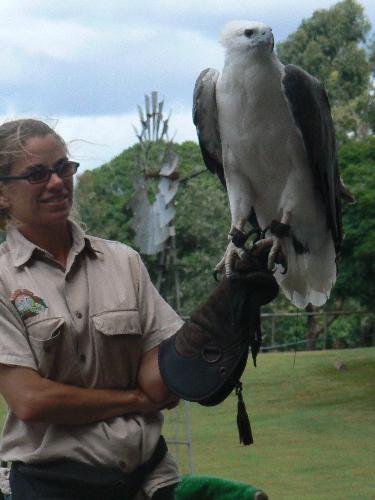 birds - bird show at lone pine, brisbane, australia