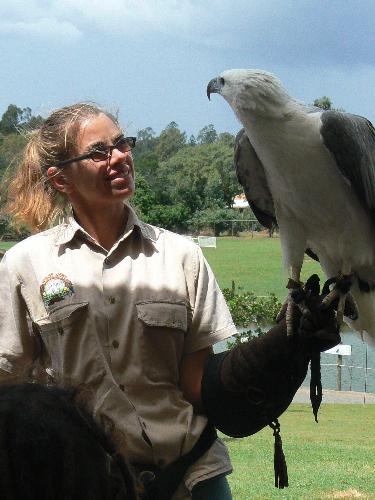 bird show - bird show at lone pine, brisbane, australia