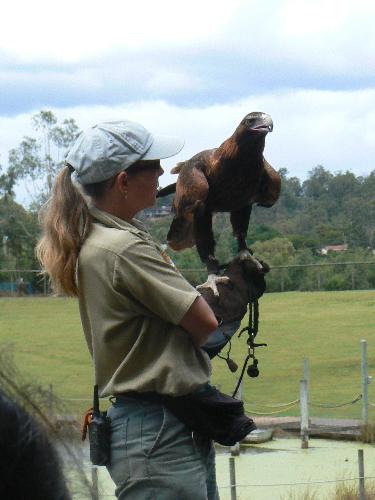 bird show - bird show at lone pine, brisbane, australia