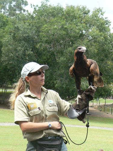bird show - bird show at lone pine koala sanctuary, brisbane, australia