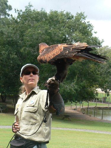 bird show - bird show at lone pine, brisbane, australia