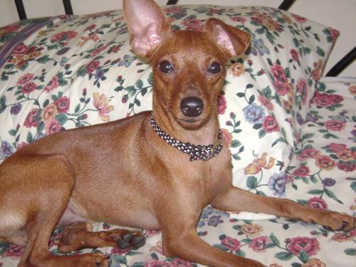 Chase  - Chase is my red miniature pinscher, he's 9 months old and my beloved buddy at home.