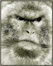 Unhappy Monkey - An unhappy monkey - on of the many monkeys whose habitat is being destroyed.
