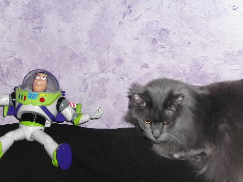 Gremlin and his friend Buzzlight year - I love this pic