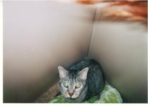 Don't let the innocent act fool you - Our Cat behind the chair I sit in to use the laptop.