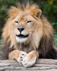 A smile on a lion -  I found this picture of a lion that looks like it is wearing a big smile. I liked it so I put it onto the topic of discussion under my response.