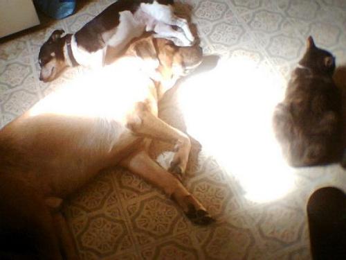 The three of them - Three of our four critters sharing the sunshine.