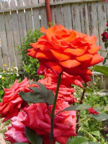 Orange and red roses - This picture was taken this summer in my mother in law's garden. I think that orange rose is quite nice, don't you ?
